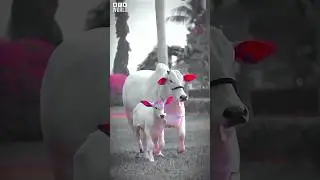 BIG OX/COW/BULL 🐂🐄🐃 #shorts #trending #ox #cow #bull