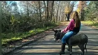 Ponylover