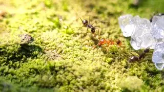 Black Crazy Ants Versus Lophomyrmex Ants (Short Fight)