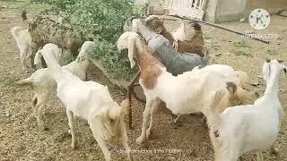 New videos #goatfarming#viralvideo#funny #art 
