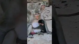 A new life begins in the arms of its mother #monkey #newborn #motherlove #wildlife #nature