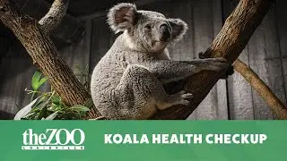 Koala Health Checkup