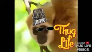 Animal Thug Life Compilation #10