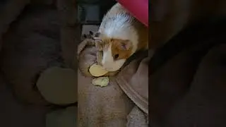 Раздаю яблоки морским свинкам