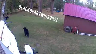 Pocono Pines bear twins #poconos #poconomountains #poconopines