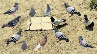 How To Make Bird Trap With Cardboard | DIY Bird Trap Easy Homemade | Primitive Life Today