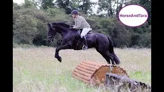 Фризская лошадь охотится, катается верхом и прыгает. Часть 2.