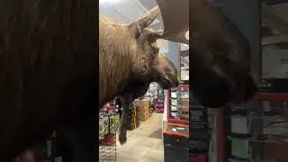 As&iacute; es de grande es un alce #canada #latinosencanada #alce #gigante #viral #parati