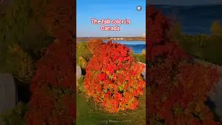 The autumn leaves-2 #canada #fall #travel