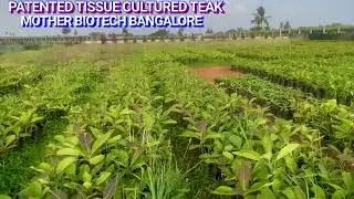 TC Teak plants at Mother Biotech,Bangalore 