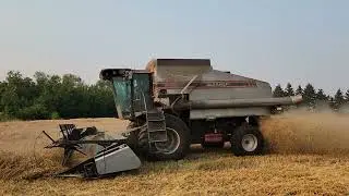 Gleaner R62 on Alida HRs Wheat