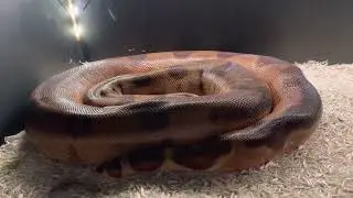 Gravid Blood Salmon Boa Constrictor