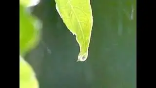 Rain Drops Slow Motion (640x480) - Free Stock Video - OrangeHD.com