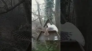 sikra Vs Owl 🦉#trending #nest #viral #shots #birds
