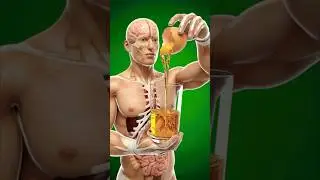 What Happens When You Drink Raw Eggs? #health #facts #digestion #egg #3danimation