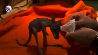 Baby Walibi Cuteness overload - Kangaroo hand fed by Human