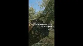 PODANDO OLIVOS DE 2 PIES - PARTE II