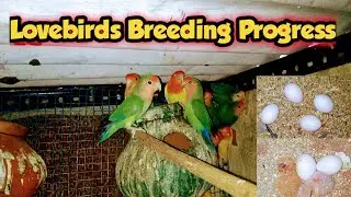 Lovebirds Breeding Progress || Australian Lovebirds Ki Breeding Progress || UB ||