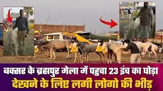 बक्सर के ब्रह्मपुर मेला में पहुचा 23 इंच का घोड़ा देखने के लिए लगी भीड़ #mvbiharnews #horses #viral