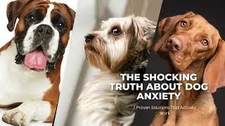 The Shocking About Dog Anxiety 7 Proven Solution, #dog ,#doganxietyrelief, #dogmom, #dogsupplements