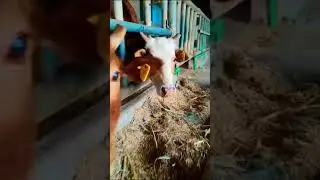 Achai آچئ Cattle breeds #cow #local #breed #farming #Conservation