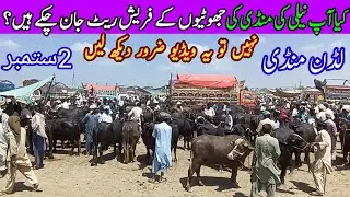 Pure Nili Ravi Buffalo Latest Price Update In Luddan Cattle Market / Katti Farming / Luddan Mandi.PK