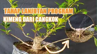 PROGRAM LANJUTAN BAHAN BONSAI KIMENG SETELAH 2 BULAN DARI CANGKOKAN @BaraBonsai