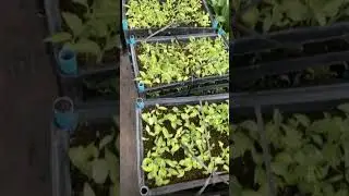 Wholesale tissue culture plants and plug seedlings. welcome inquiry wholesale price.#plantsnursery