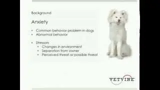 Anxiety in Dogs - Background and Approaches to Treatment