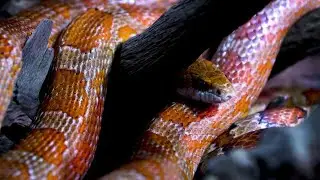 This Snake Hunts Without a Sound #CornSnake #WildlifeDocumentary #SnakeFacts #Herpetology