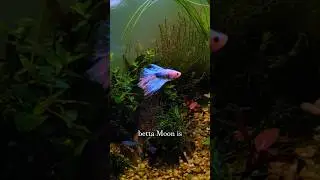🌱Lush Jungle Tank For My Betta🌿