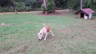 Making repairs to the dog run cable.