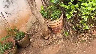 🥰🌿#మా గార్డెన్ #toor #ప్లాంట్స్ #కొత్త సంవత్సరం #నాటిన #కొమ్మలు #చక్కగా #bathikinvi #🌿#మొగ్గ లతో 👍❤️