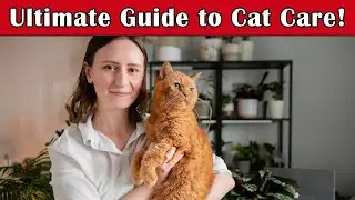 The Ultimate Guide to Cat Care: Everything You Need to Know