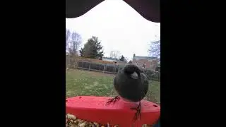#ohio #birds #birdfeeding #birdfeeder #birdfood #wildlife #nature #naturelovers #birdwatching