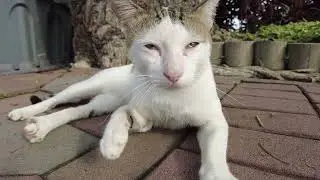Shy cat with Down syndrome 😺 has sad eyes 🐾 and a very sad meow 🐈.