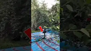 Innovative Cherry Harvesting with Tree Shaking Technology🫨 #shorts