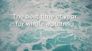 The best time of year for whale watching in the Whitsundays