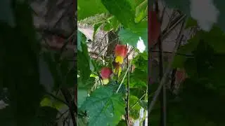 🏮Chinese LANTERN Plants. Always blooming with joy. 🌱🌿💚 #flowers #trailingabutilon #trailingplants