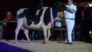 HHH-show 2016, Young Breeders