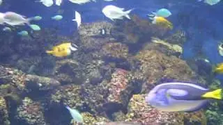 roja fish