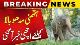 A Special Gift from the UAE Consul General: Elephant 'Madhubala' Transferred to Safari Park