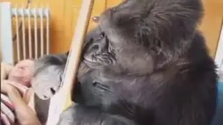 Flea Jams out With Koko The Gorilla