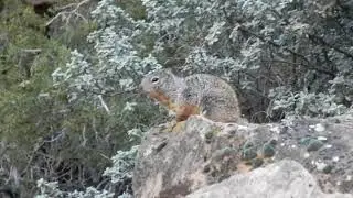 Rock Squirrel Alarm Call | Fascinating Wildlife Behavior