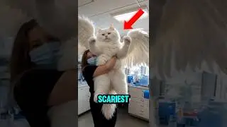 Top 5 Scariest Hybrid Animal You Won&rsquo;t Believe Exists 😱😟