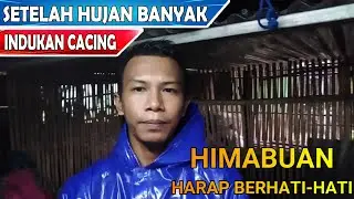 Budidaya Cacing ‼️ Bibit Cacing Susu /Fosfor
