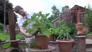 Growing Zucchini (Courgette) Plants in a Pot.