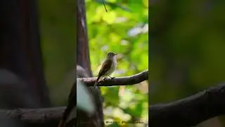 Rare bird 🐦.                         #shorts #ayoubnayiak #birds #bird #birdwatching