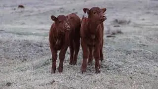 Calving Season at the Triangle Ranch in Ekalaka, MT