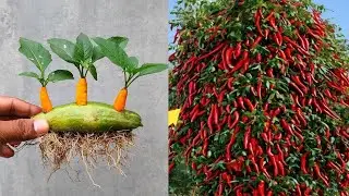 🌿How to grow chili tree plant at home #live